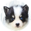 Pomeranian Puppy For Sale Luxury Puppy