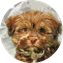 Teddy Bear Puppy For Sale Luxury Puppy