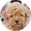 Cavapoo Puppy For Sale Luxury Puppy